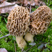 True Morels - Photo (c) Leo Papandreou, some rights reserved (CC BY-NC-SA)