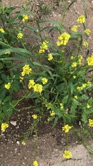 Angiospermae