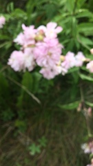 Angiospermae