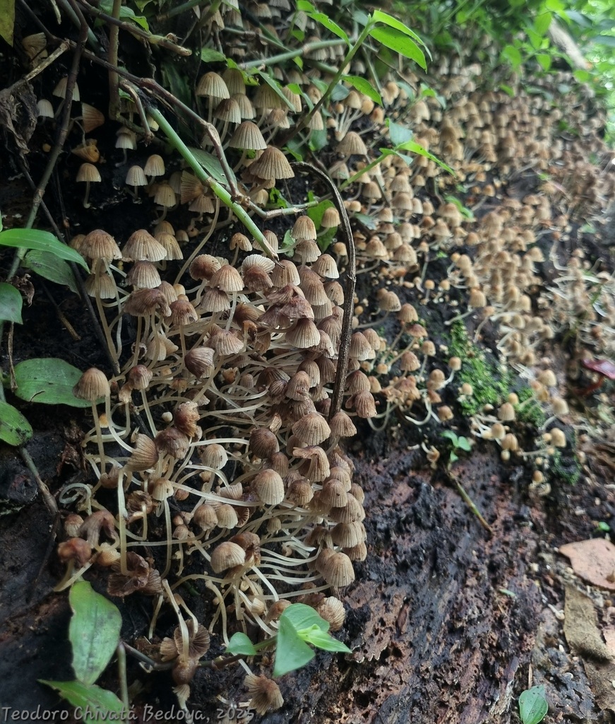 Coprinellus disseminatus · March 2025 · photo: © teodoro_chivatabedoya (iNaturalist, cc-by)