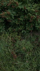 Angiospermae