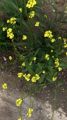 Angiospermae