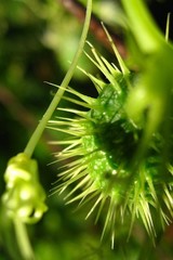 Cucumis prophetarum