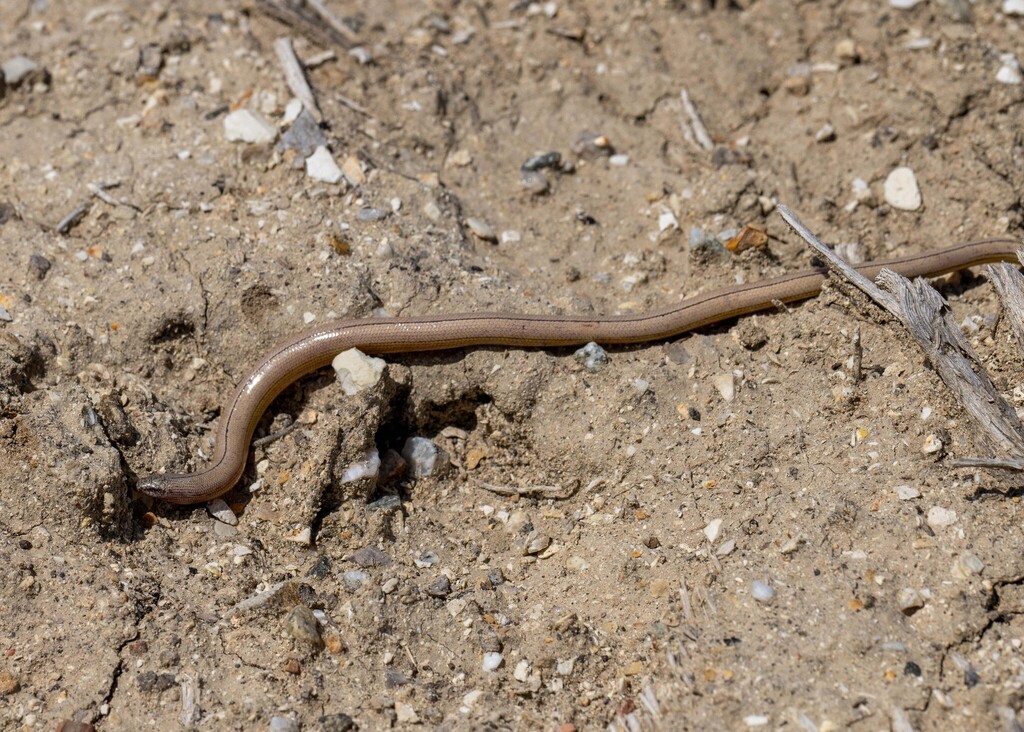 Temblor Legless Lizard