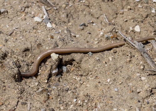 Temblor Legless Lizard