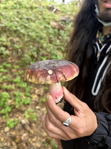 iNaturalist observation photo of Fungi Including Lichens