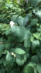 Angiospermae