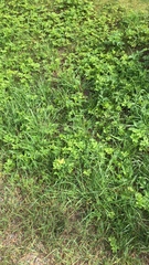 Angiospermae