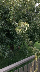 Angiospermae