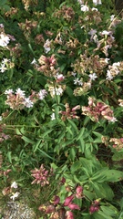 Angiospermae