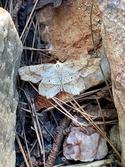 Euchlaena pectinaria