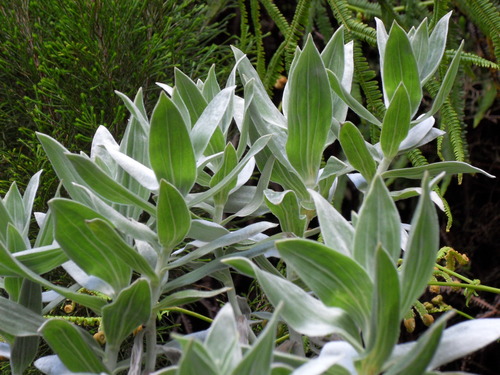 Helichrysum heliotropifolium