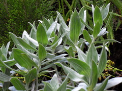 Helichrysum heliotropifolium image