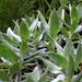 Helichrysum heliotropifolium - Photo (c) Jean-Philippe BASUYAUX, μερικά δικαιώματα διατηρούνται (CC BY-NC), uploaded by Jean-Philippe BASUYAUX