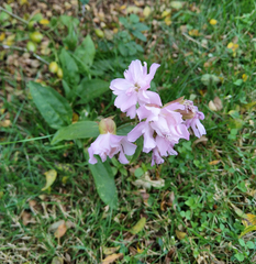 Saponaria officinalis