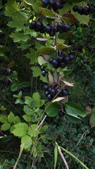 Sorbus aucuparia