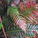 Pointed Hard Fern - Photo (c) Jean-Philippe BASUYAUX, some rights reserved (CC BY-NC), uploaded by Jean-Philippe BASUYAUX