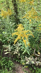 Sorbus aucuparia