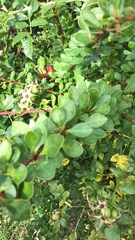 Sorbus aucuparia