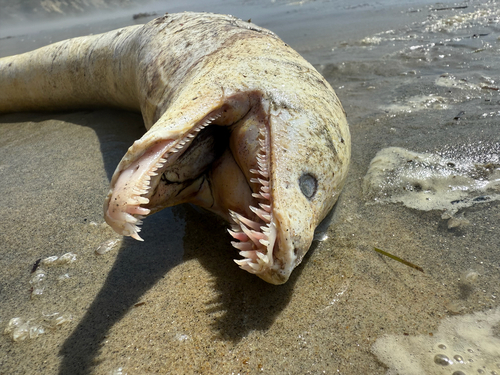Moray eel