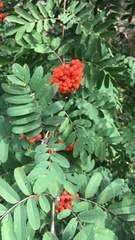Sorbus aucuparia