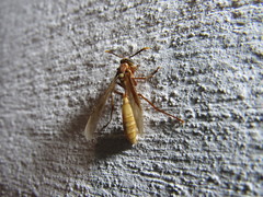 Apoica