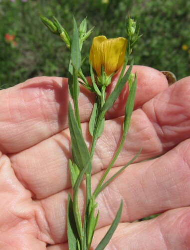 Image of Berlandier's Yellow Flax (Linum berlandieri) by (c) Linda Jo Conn, some rights reserved (CC BY)