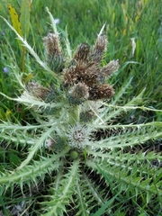 Cirsium scariosum