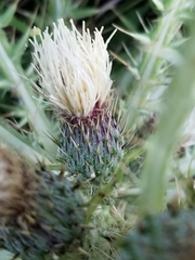 Cirsium scariosum