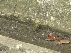 Hesperiidae
