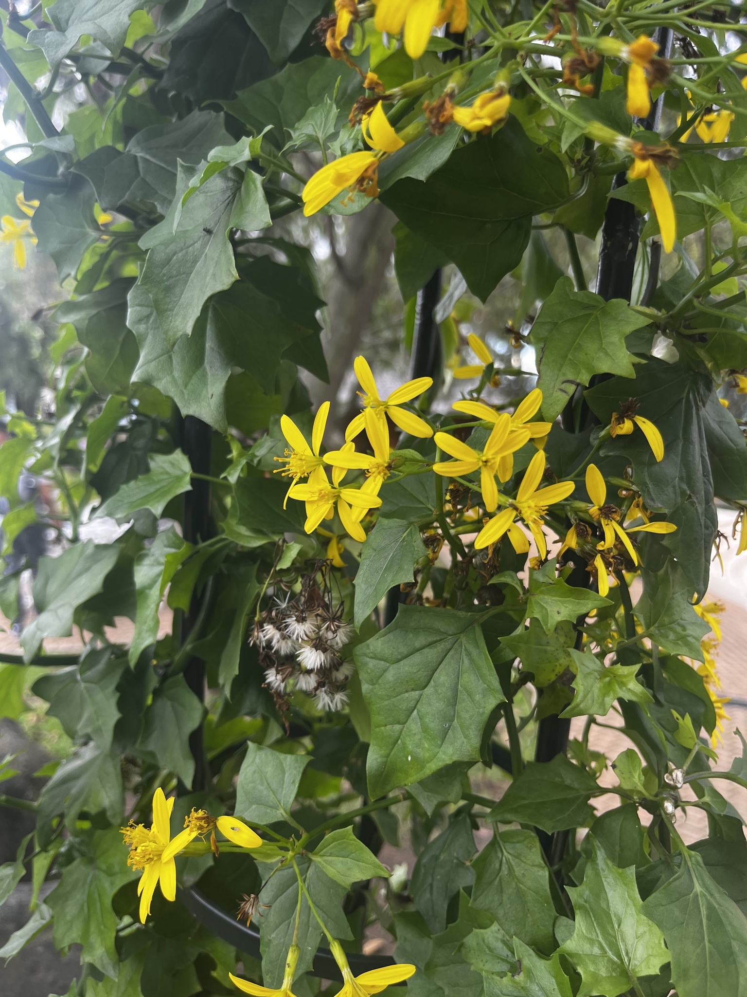 Imagem de Cipó-de-são-joão