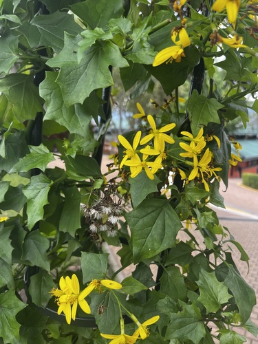 Foto de Cipó-de-são-joão