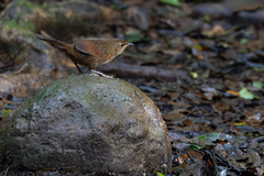 Rufous Scrub-Bird photo 2