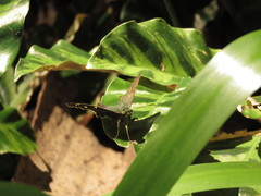 Hesperiidae