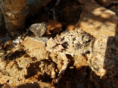 Phrynosoma coronatum