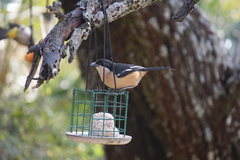 Laniarius ferrugineus