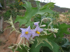 Solanum paniculatum