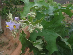 Solanum paniculatum