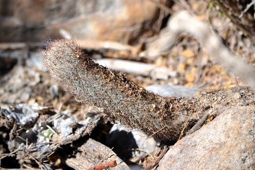 Mammillaria pottsii
