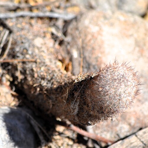 Image of Mammillaria pottsii by (c) Mauricio Calderón, some rights reserved (CC BY)