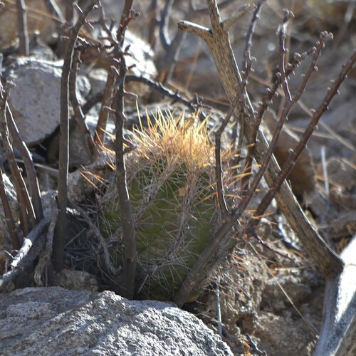Image of Thelocactus bicolor by (c) Mauricio Calderón, some rights reserved (CC BY)
