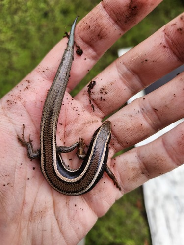 iNaturalist observation photo of Western Skink