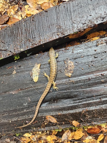 iNaturalist observation photo of Northern Alligator Lizard