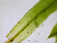 Tortula subulata