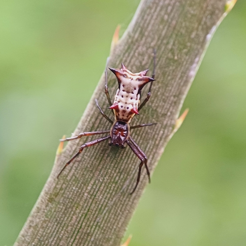 Micrathena nigrichelis