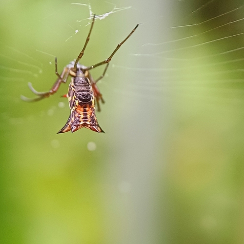 Micrathena nigrichelis