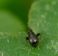 Halticini