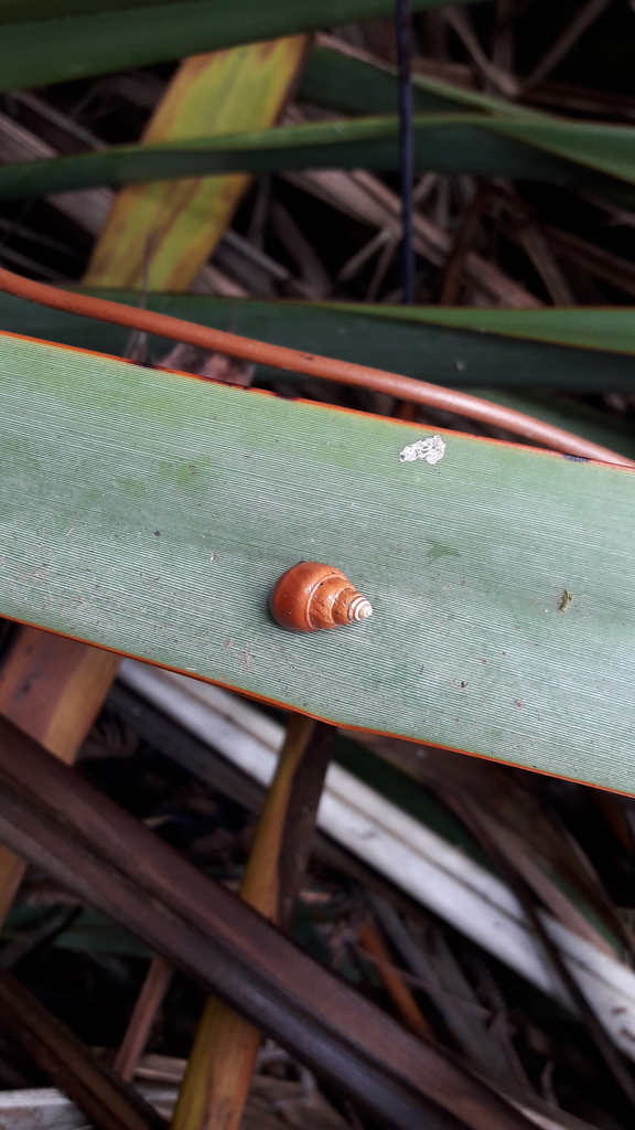 Partulina semicarinata
