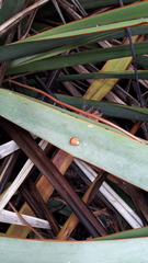 Partulina semicarinata