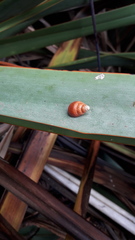 Partulina semicarinata